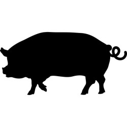 Schwein